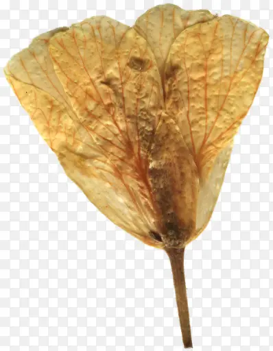手绘花瓣