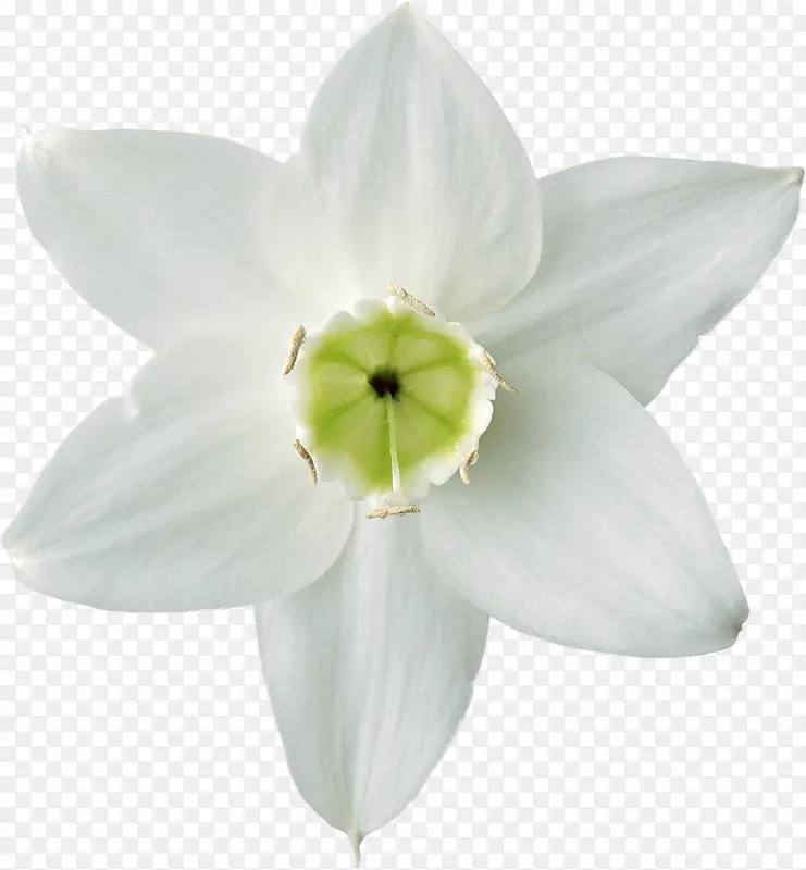 小白花瓣花朵