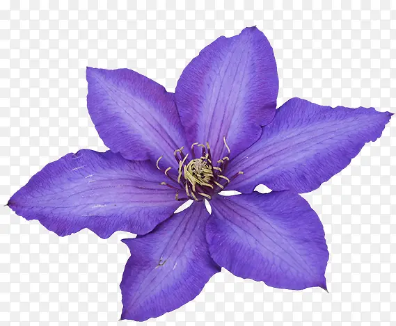 紫花图片素材