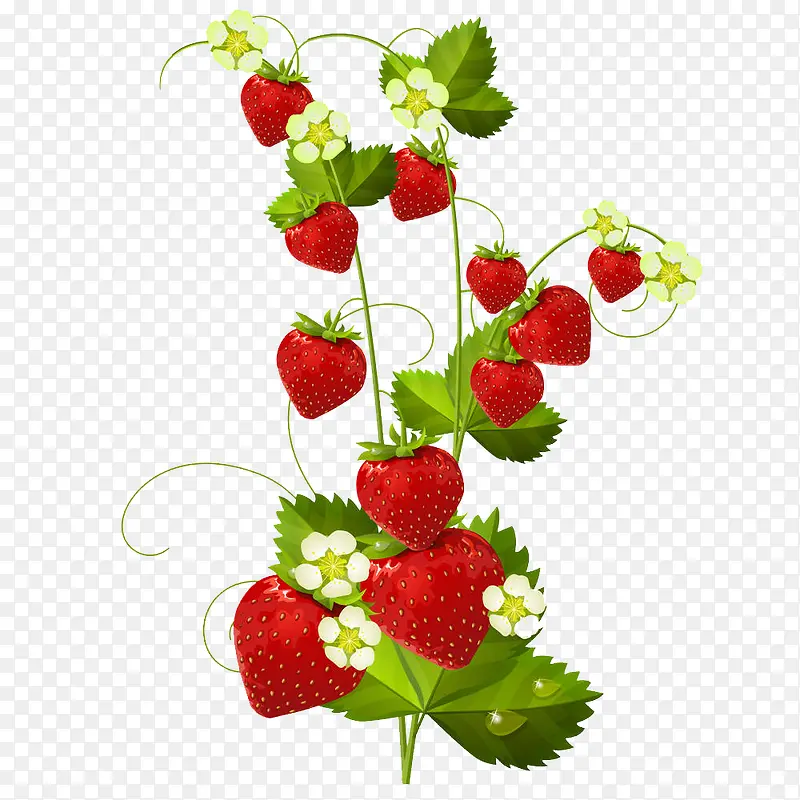草莓树结满果实