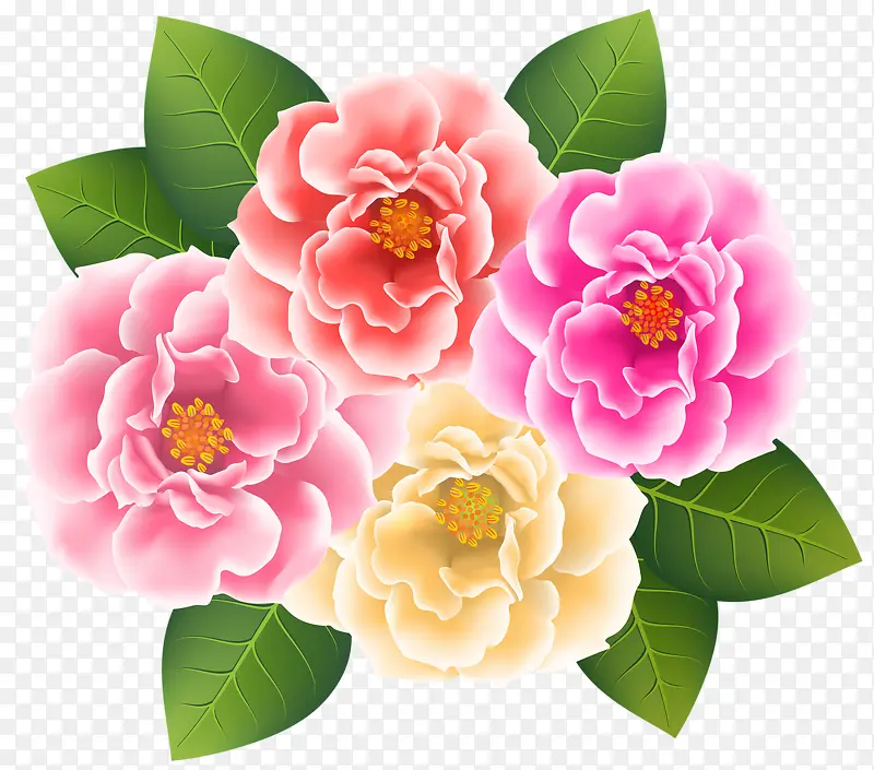 手绘菊花