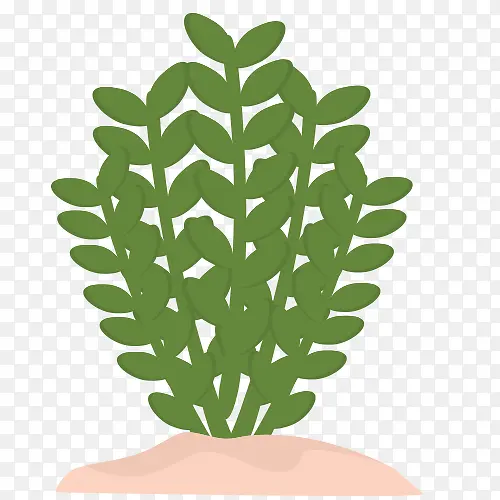 绿色小草植物