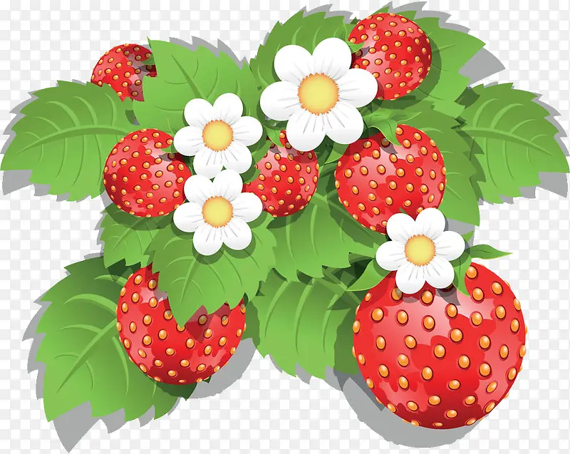 矢量草莓果实