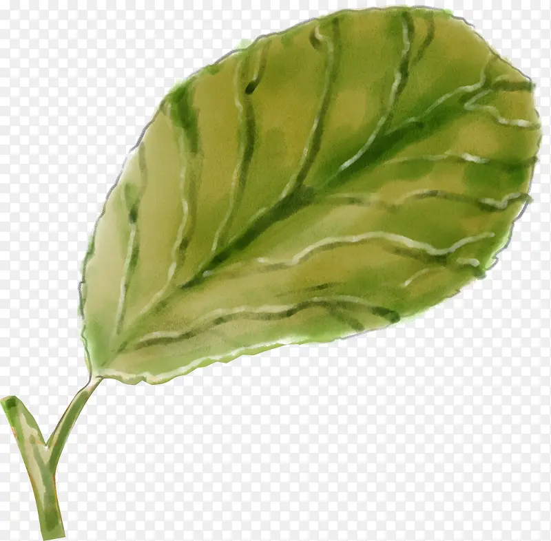 手绘一片叶子