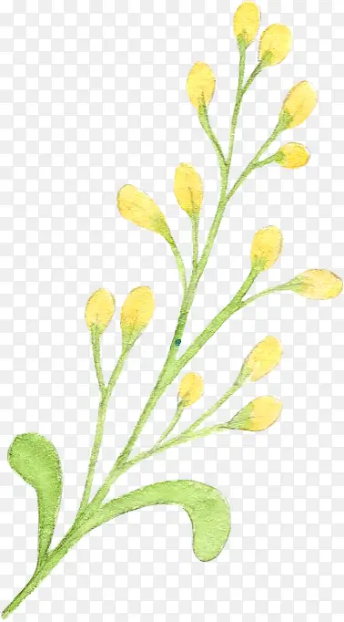 黄色花苞