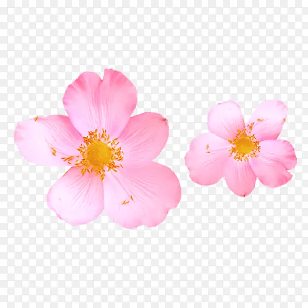 粉红色花瓣花蕊植物