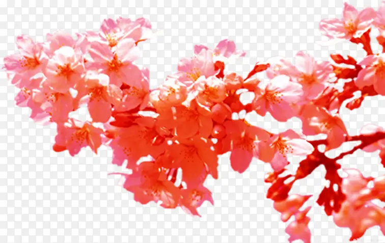 春季粉红色桃花装饰
