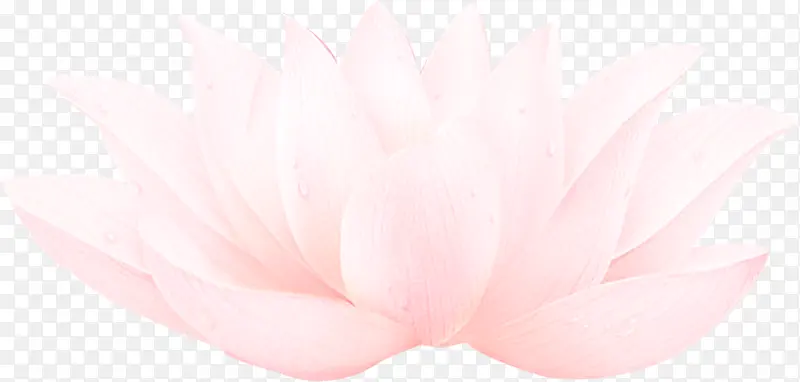 粉红色花朵卡通植物效果