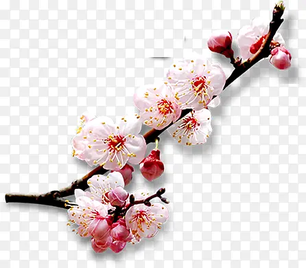 春季清新粉红色桃花