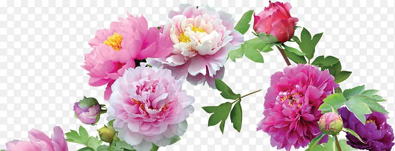 粉红色夏季牡丹鲜花