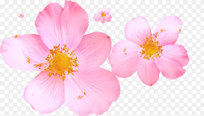 粉红色花朵图案