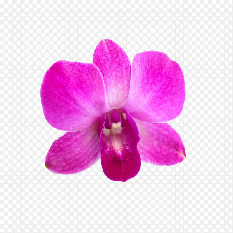 抽象花朵图片手绘花朵