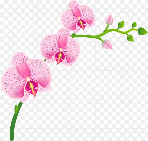 高清创意手绘粉红色的花卉植物