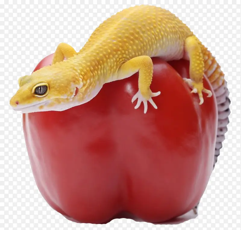 西红柿上的黄色蜥蜴