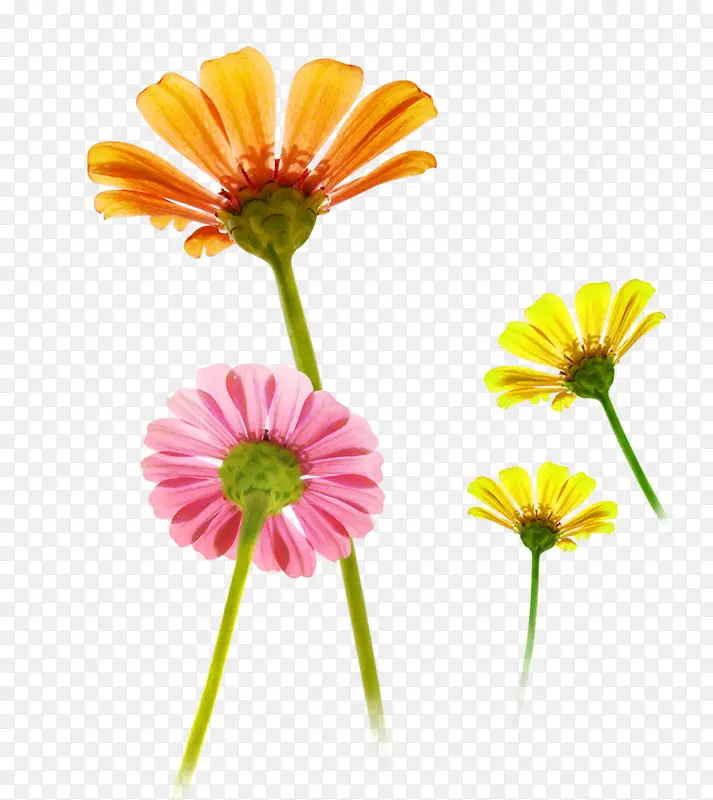 手绘小花