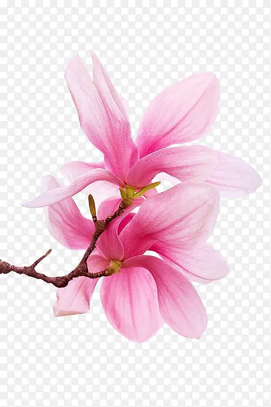 高清创意立绘合成粉红色的花卉