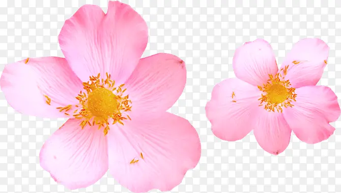 高清摄影粉红色的桃花