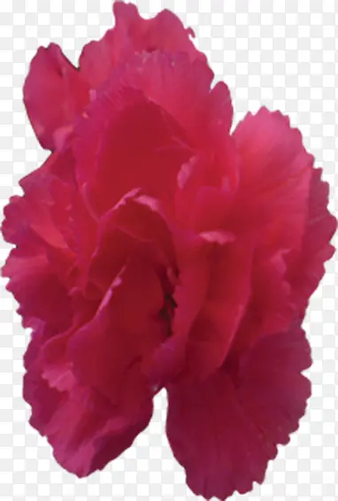 f粉红色康乃馨