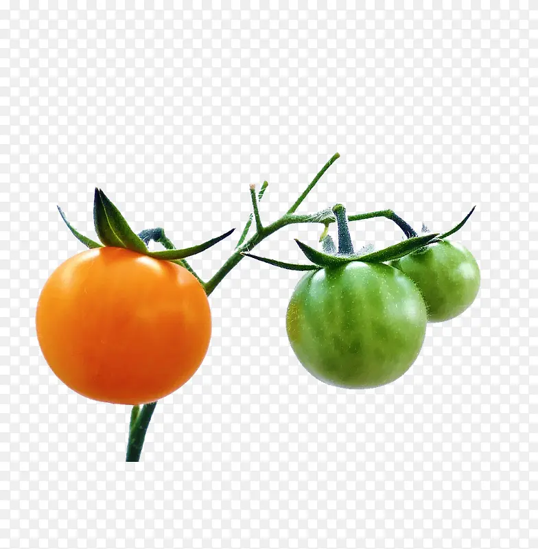 产品实物蔬菜维生素营养西红柿