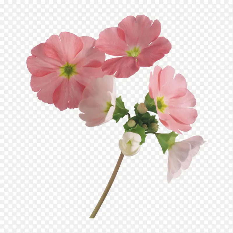 鲜花元素手绘花朵图片素材 粉色