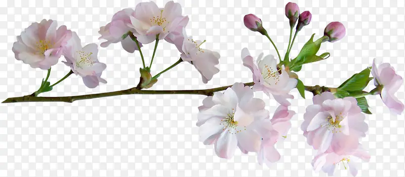 花朵海报背景卡通鲜花素材