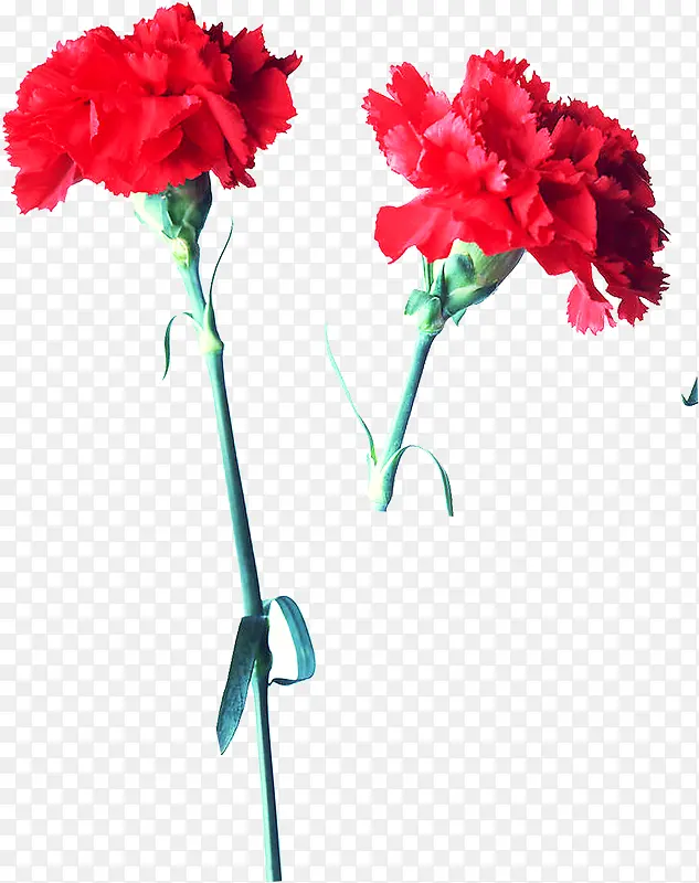 红色鲜花康乃馨花朵母亲节鲜红