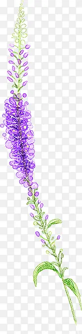 春天手绘紫色鲜花植物