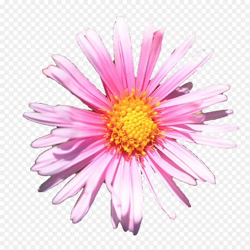 花卉