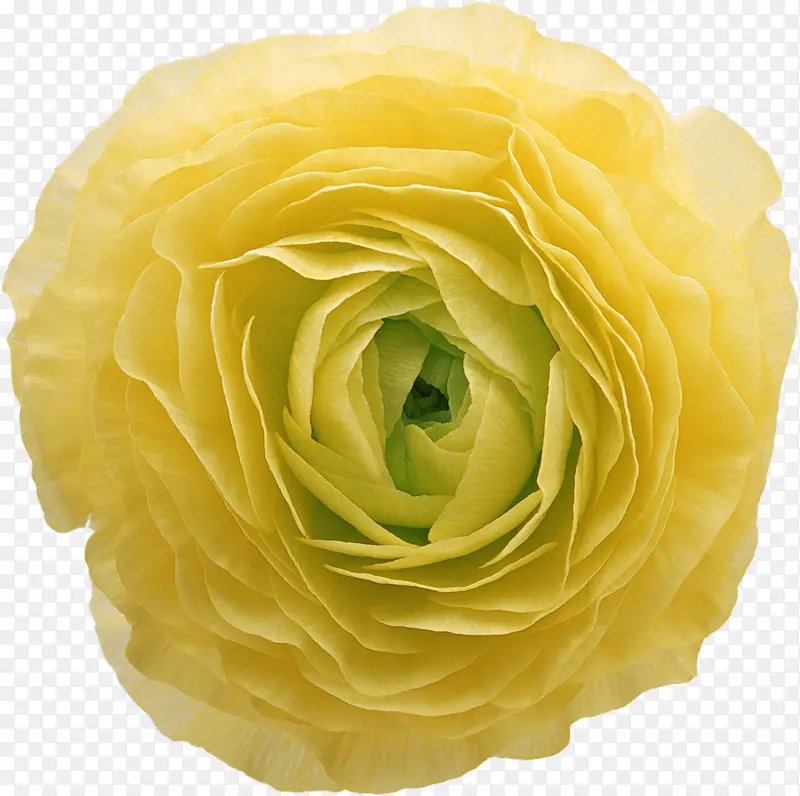 鲜花花卉