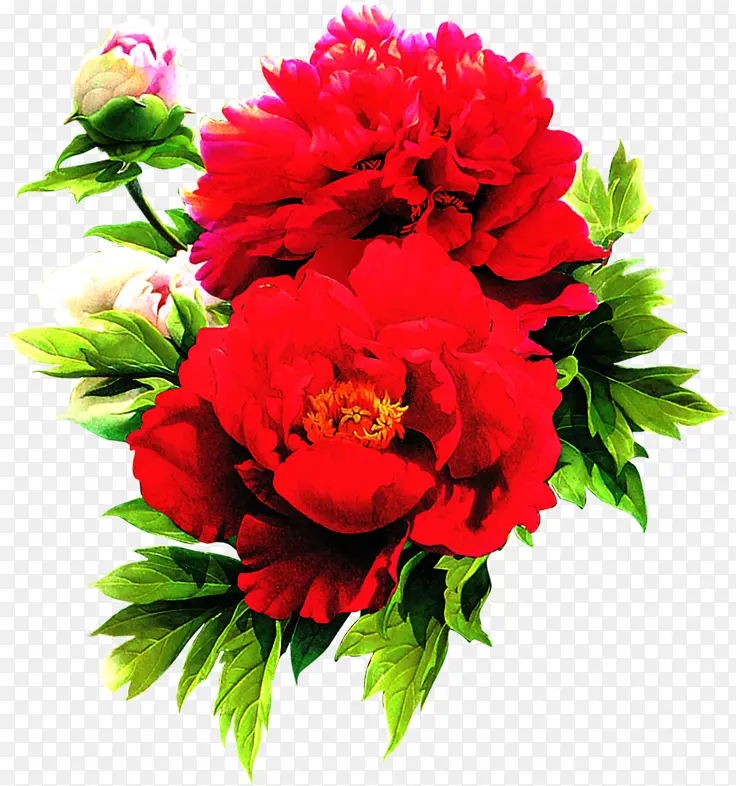 红色鲜花花朵风景