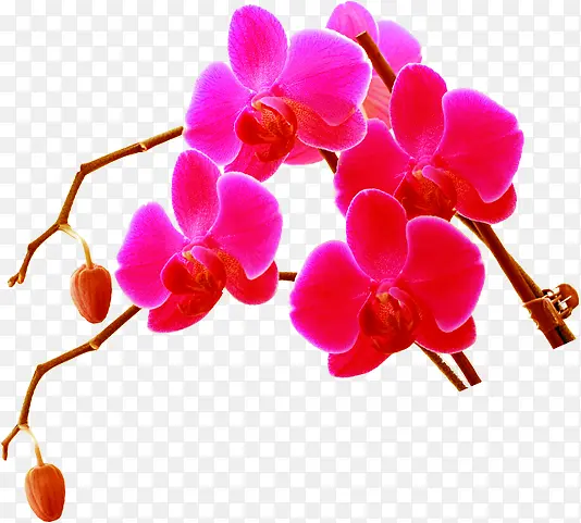 红色鲜花植物树枝
