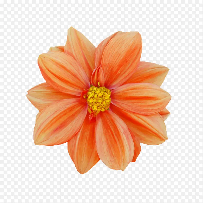 花朵图片背景元素