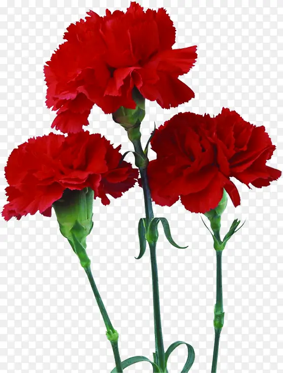 红色鲜花康乃馨花朵母亲节