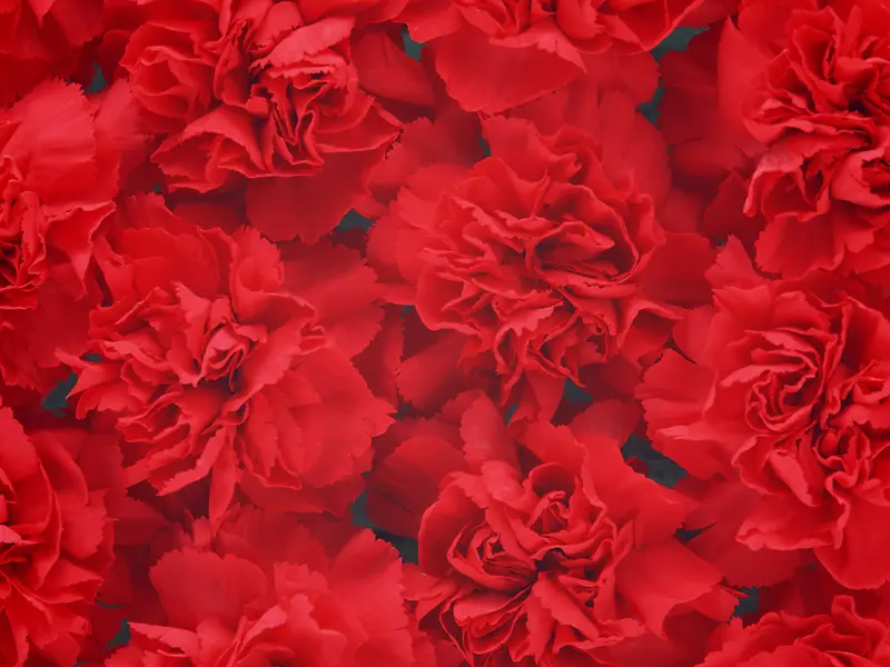 红色鲜花花卉壁纸