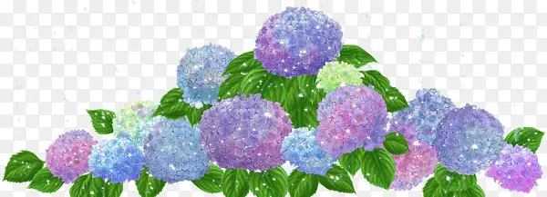 紫色绣球花