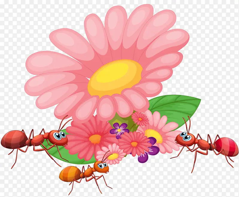 鲜花蚂蚁
