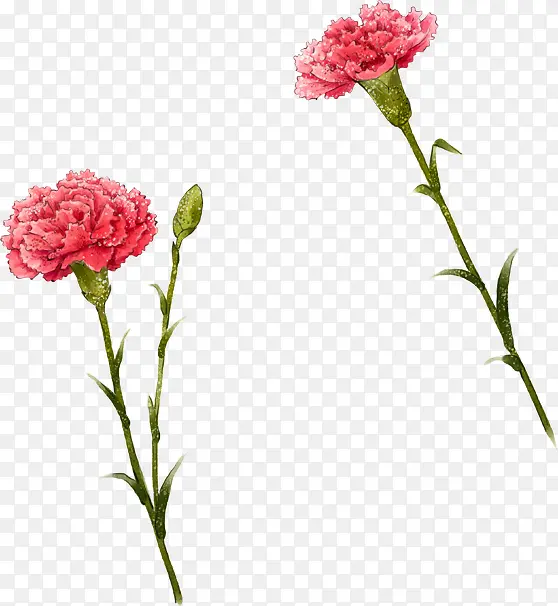 红色手绘鲜花康乃馨花朵