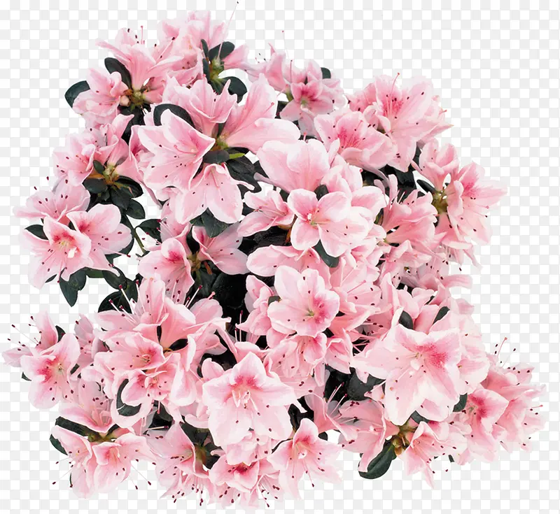 粉色手绘鲜花花朵