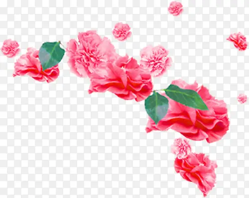 粉色鲜花花朵康乃馨