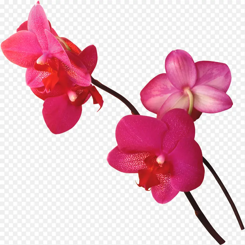 红色兰花