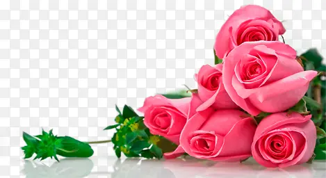 粉色鲜花玫瑰花朵植物