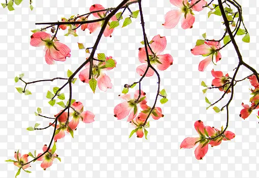 手绘梅花 黑色树枝png素材