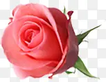 粉色玫瑰花朵植物