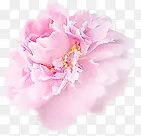 粉色盛开花朵唯美