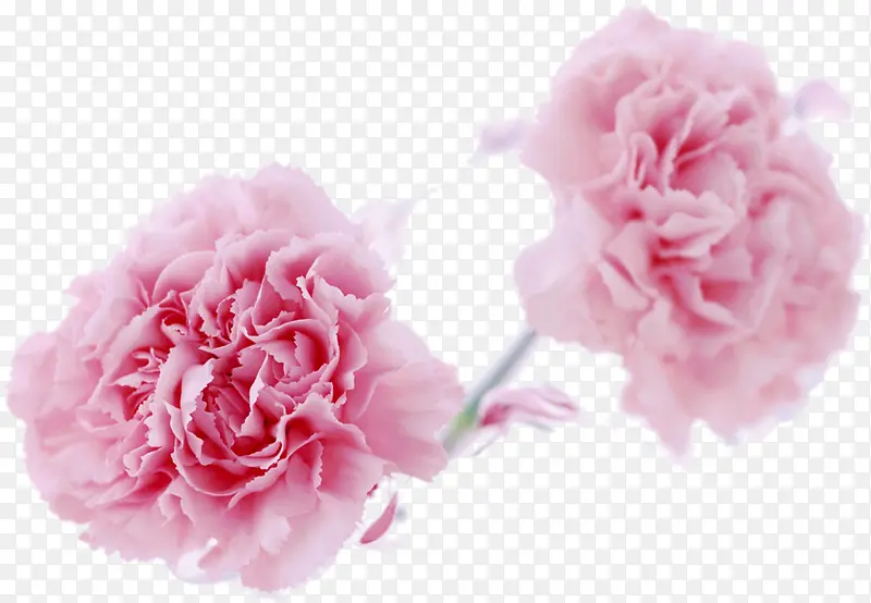 粉色梦幻康乃馨花朵