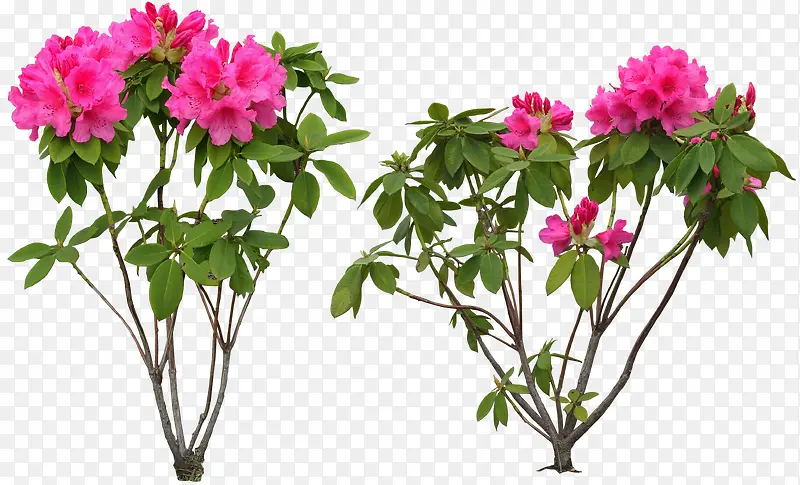 粉色可爱花朵植物