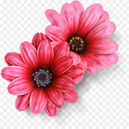 粉色水彩设计花朵美景
