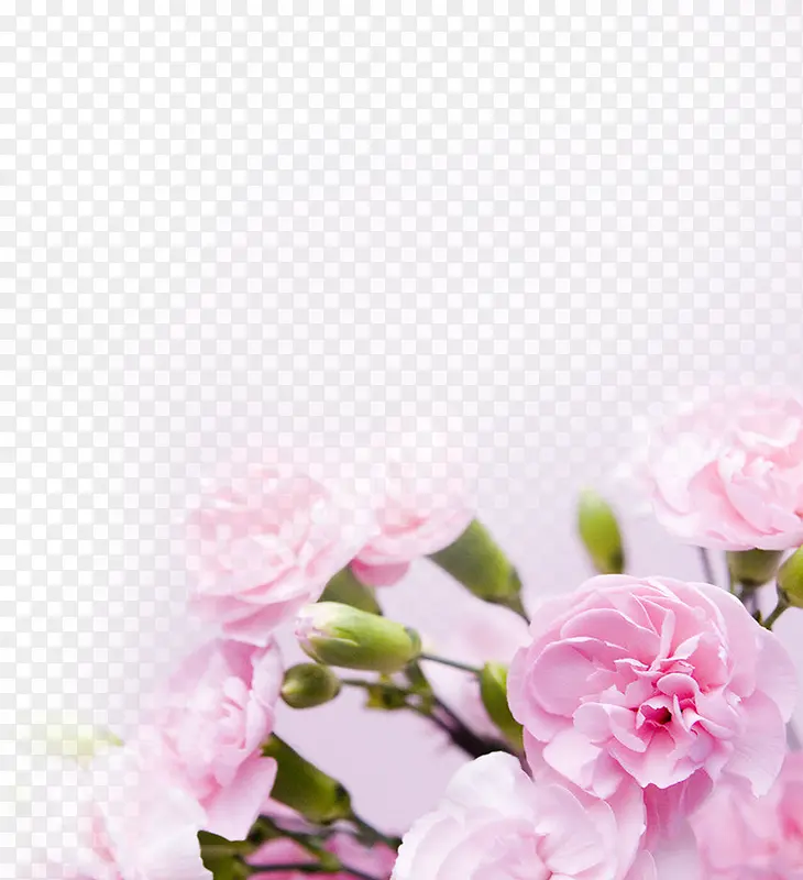 粉色唯美玫瑰花朵梦幻