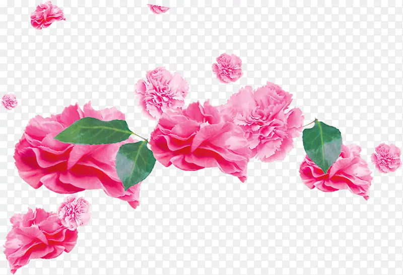 粉色温馨康乃馨花朵植物