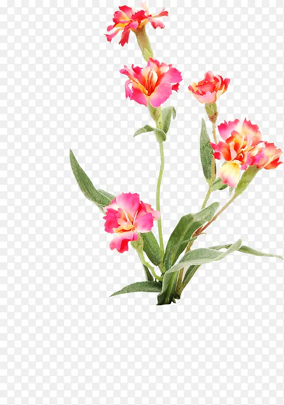 粉色复古花朵植物